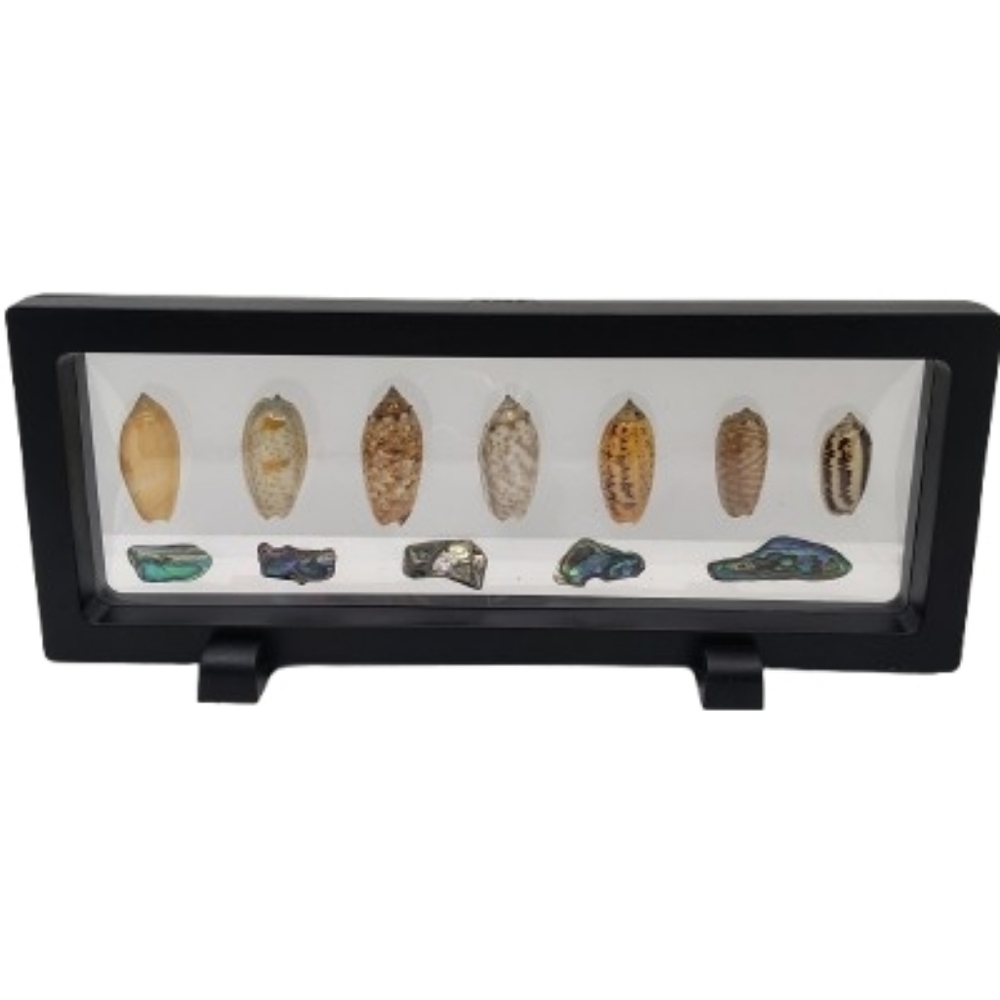 9.45"L x 7.28"W x 5.31"H Black Display Case with Shells and Abalone Shards